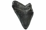 Partial, Fossil Megalodon Tooth - South Carolina #300144-1